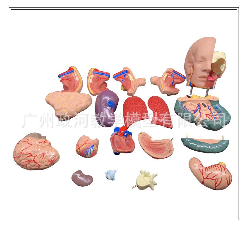 55CM Human Anatomy Hermaphrodite Torso Model with 19 Removable Parts