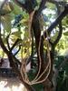 46 Inch Triple Line Indian Original TULSI Tulasi Holy Basil Vaishnav Iskcon Mala Kanthi Yoga Prayer Healing Meditation
