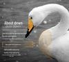 98% White Duck Down Feathers for Quilts & Clothing Filler