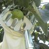 Telescopic Fruit Picker Tools High Altitude Pole for Various Heights Garden Fruit Picking Catcher Fresh Orange Picker Tools
