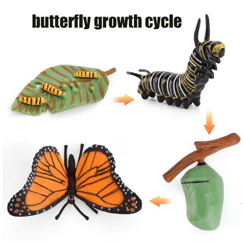 Growth Animal Cycle Model Children'S Toys Montessori Teaching Aids Plant Animal Growth Cycle Model Set Preschool Cognitive Toys
