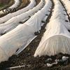 Outdoor Frost Protection Sheet Floating Row Cover for Garden Plants, Blanket, Breathable Non-woven Plant Fabric Seedlings Vegetables Raised