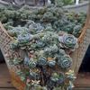 Boligdekorationer – Pynteblomster og -kranse