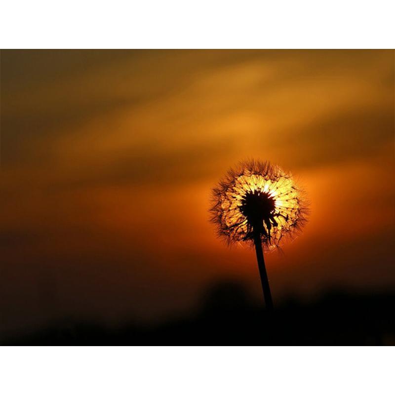 Diamantmaling Løvetann Full Firkant Mosaikkkunst Solnedgang Diamantbroderi Landskap Bilde av Rhinestone Hjemmedekor