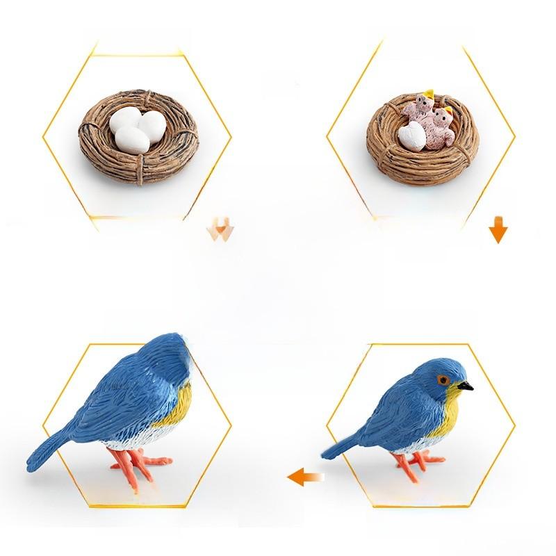 Childrens Parrot Model Pvc Growth Cycle Educational Bird Display For Kids