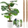 Diy Modeling Plant Climbing Poles Can Be Bent At Will Coconut Palm Rods Free Shaping Column Moss Gardening
