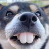 Haustier CorgiHund Falsches Gebiss Spielzeug Kaninchen Frontzahn Abdeckung Lustige Welpen Gebisse Haustier Dekoration Cosplay Halloween Kostüm