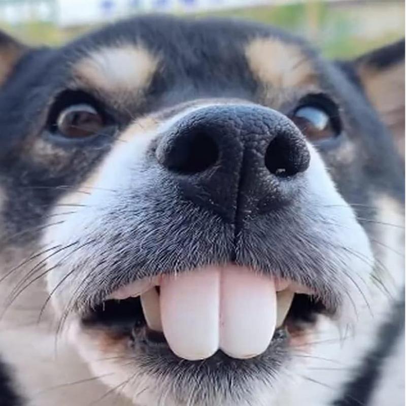 Haustier CorgiHund Falsches Gebiss Spielzeug Kaninchen Frontzahn Abdeckung Lustige Welpen Gebisse Haustier Dekoration Cosplay Halloween Kostüm