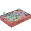 Set0819 Simulation Succulent Plant Set Succulent Plant Mixed With Home Shopping Mall Decoration Shooting Props