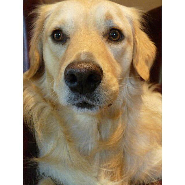 5D DIY Diamond Painting Dog Full Square/Round Drill Golden Retriever Animals Diamond Embroidery Cross Stitch Home Decor Gift