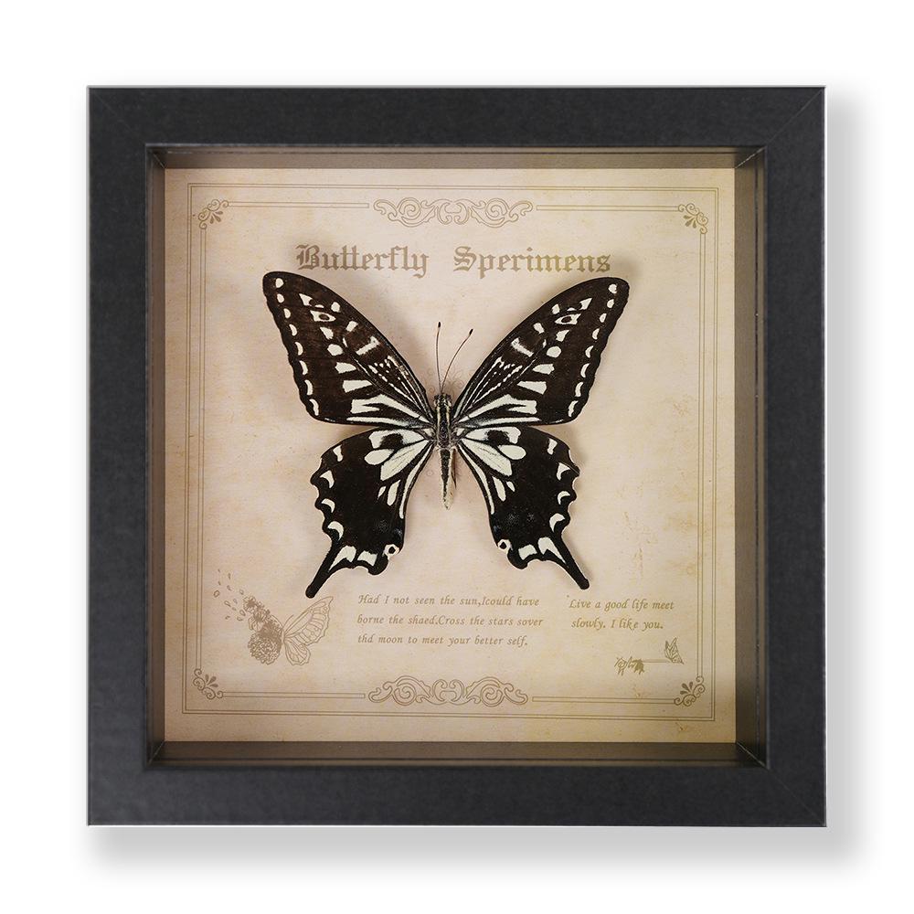 Green Banded Swallowtail Butterfly Specimen Decorative Painting - Real Insect for Display