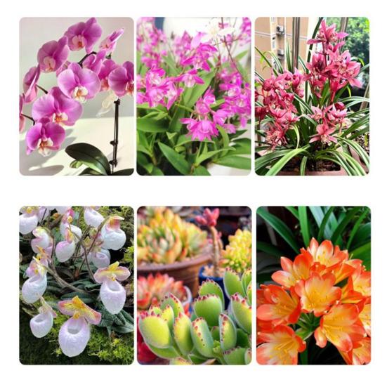 5 Stück Selbstbewässernder Blumentopf mit abnehmbarem Design Kunststoff Hydroponischer Pflanzer Hausgarten Wasserspeicher Töpfe