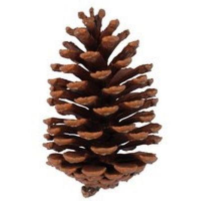 Pine Cone - MegaCrea DIY - 10 Cm - 2 Pcs - Brown - Decorative Objects