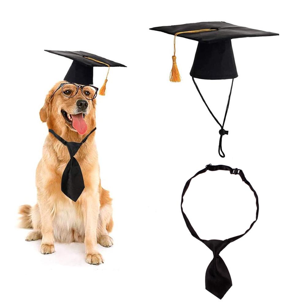 dog graduation hat