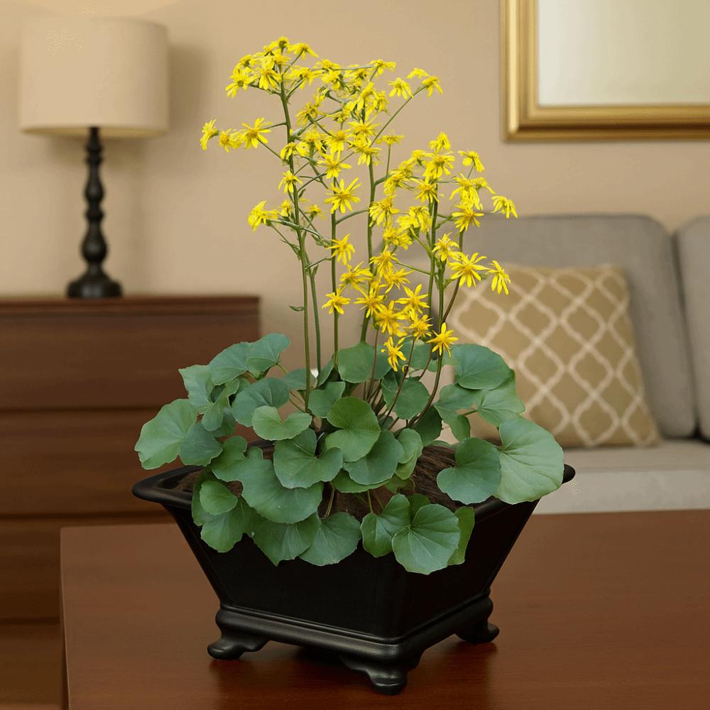 Colorful Flowerpots Durable Thick Bonsai Tray Pots Simple Four Sided Basin  Gardening