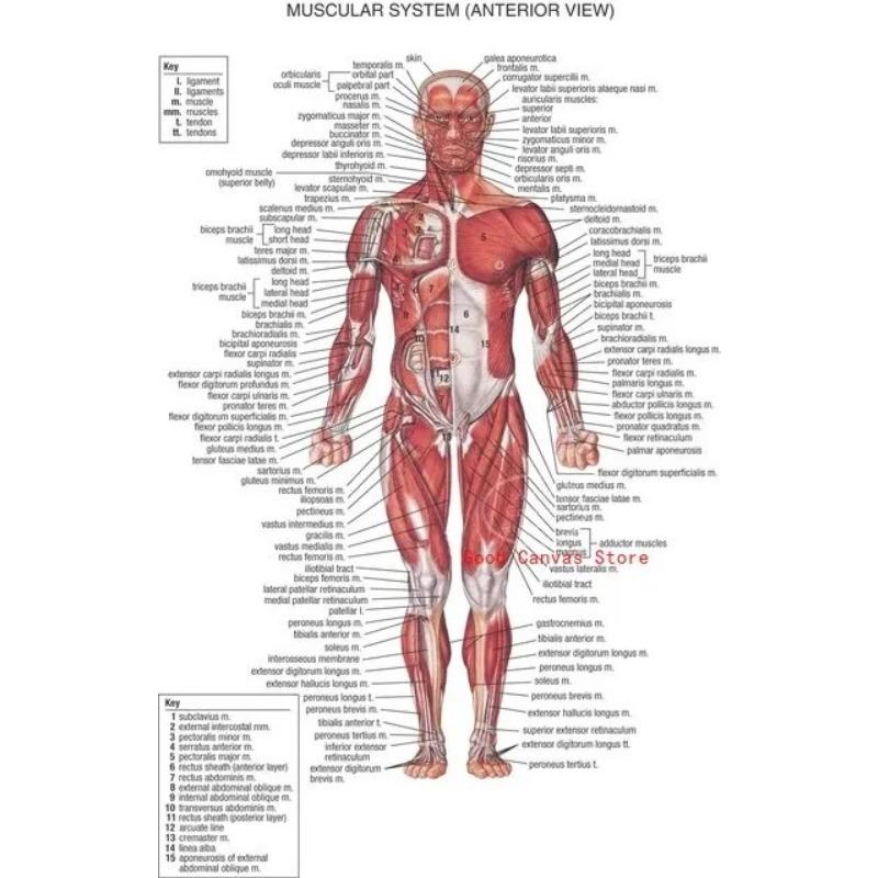 Muscular System Posters Anatomy Chart Human Body Canvas Painting Print Wall Art School Medical Educational Supplies
