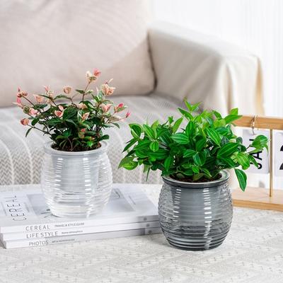 Automatic Water-Absorbing Self-Watering Plant Pots Transparent Flower Vase