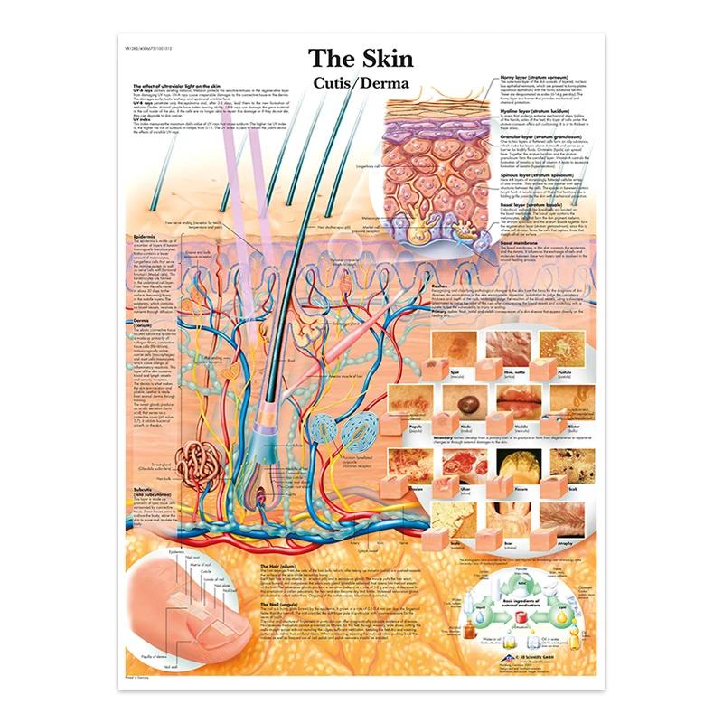 The Body Facial Anatomy Muscle Vessels Detailed Canvas Painting Human Structure Skeleton Education Poster Medical Decoracion