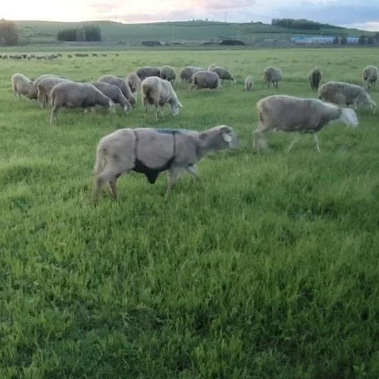 Kitsepõll tõu lamba seelik paaritumisvastane kitse seelik kariloomade riided koos reguleeritava rihmaga kitsede ja lambakasvatuse kontrollimiseks