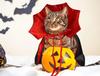 Halloween Cat Vampire Cloak Costume Adjustable Pet Cape Pet Accessories Cowl Outfit Decor for Small to Medium Dogs And Cats
