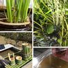 1.4W Solar Powered Panel Submersible Water Panel Fountain Pump Pond Pool Fountain Kit