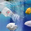 Pești și animale marine – Întreținerea acvariului