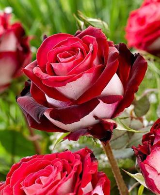 50 nasion ROSA OSIRIA świeże nasiona