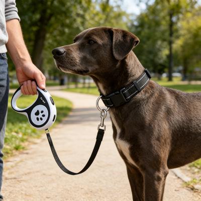 Köpek – Köpek Tasmaları ve Tasma Kayışları