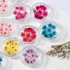 10PCS/Box Small Daffodil Dried Flower for Nail Art Decorations Natural Real Pressed Flower Making up Phone Case Mold Making
