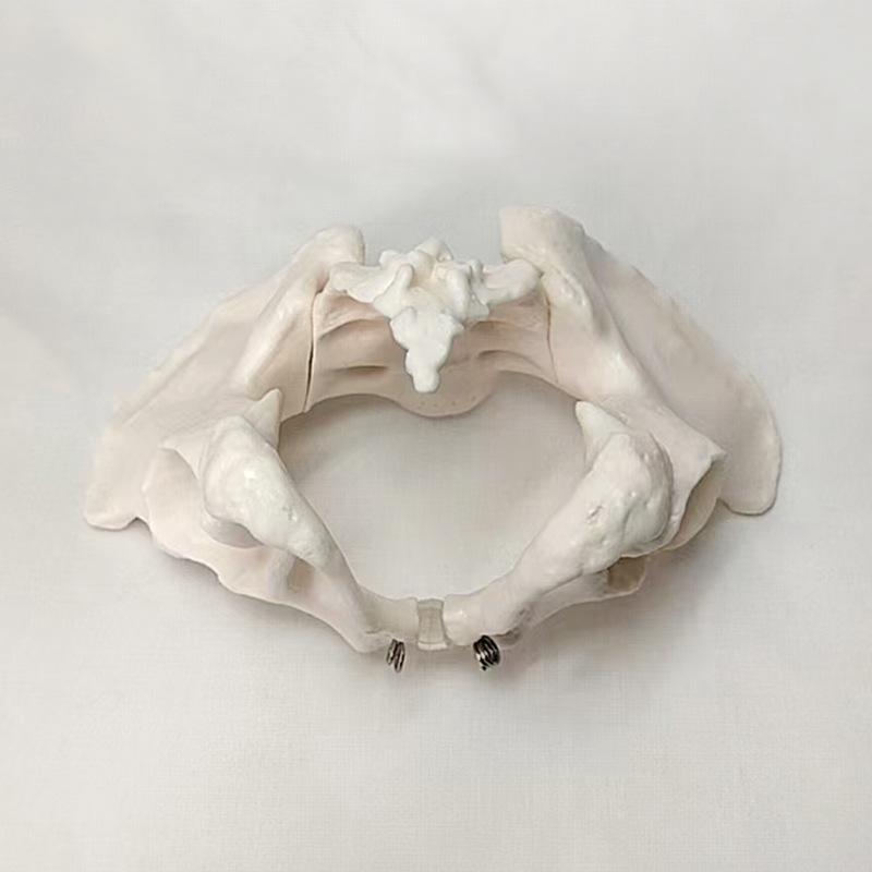 Portable Mini Pelvis Model: Human Sacrum, Hip, and Pelvic Bone Anatomy for Rehabilitation and Teaching