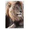 [A3007] - Brown 'Lion' Photo Canvas - 90x60 Cm
