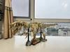 Zmart MOC Tyrannosaurus Rex Fossil Skeleton Model, Dinosaur Model, Skeleton Replica, Tyrannosaurus Dinosaur Figure Display, Fossil Interior Object,