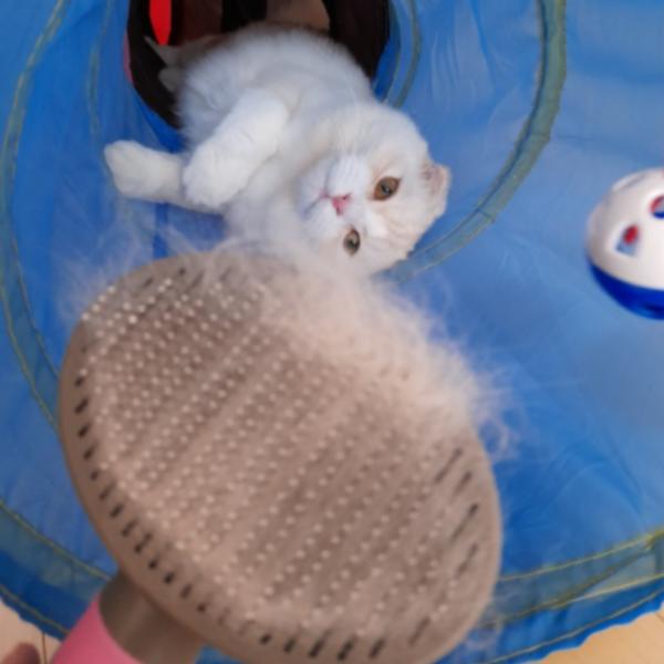 Happy Dog Pet One-Touch Brush, Pink, 1 Piece, Korean Pet Shampoo