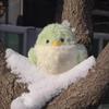 Key Ring Bird Plush Pendant JinYoung Jackson Bird Key Ring Cartoon GOT7 Plush Keychain  Kids Toy