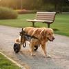 Hunde – Hundepflege-Artikel