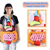 3D Organ Apron,  Anatomy Apron Human Body Organs Awareness Educational Toy for Home Preschool Teaching Aid