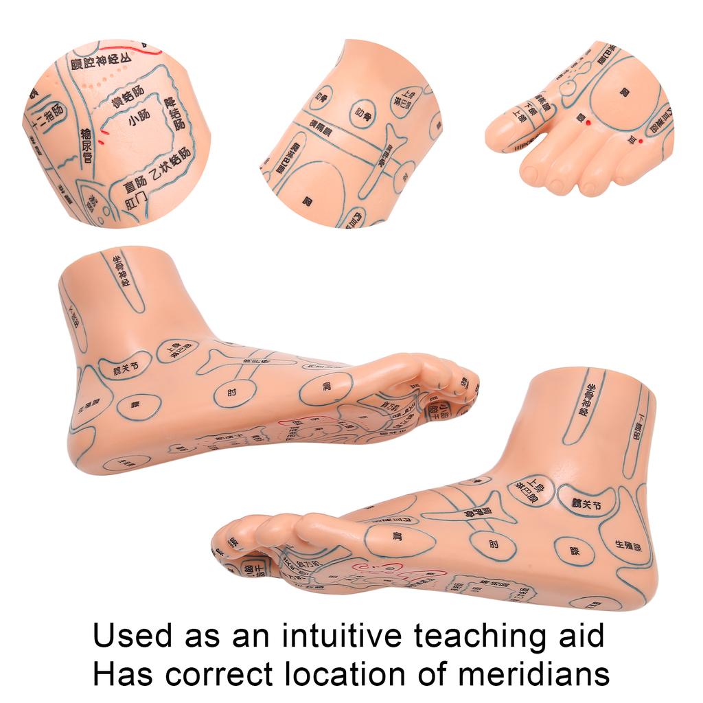 2 Stück 19cm / 7.5in Füße Akupunkturpunkt Modell Akupunktur Lehrmittel Zubehör Fußmodell