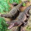 Large Crocodile Wildlife Model Toy: Yangtze Crocodile for Kids' Cognitive Play