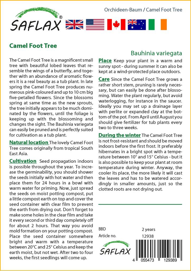 SAFLAX Camel Foot Tree - 8 Seeds - Bauhinia Variegata