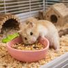 Voor dieren – Knaagdieren