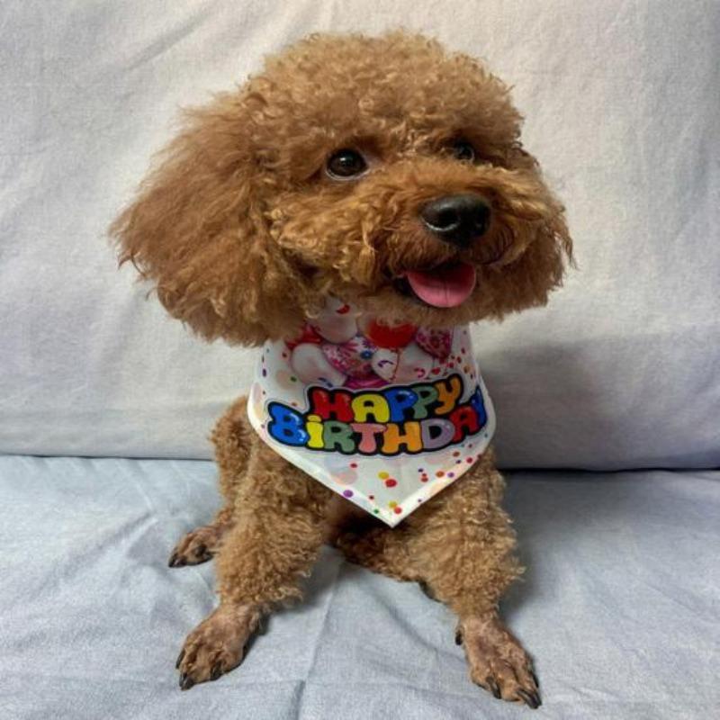 Dog Saliva Towel Creative Pattern Show Unique Charm Super Soft Balloon Print Pet Saliva Towel Birthday Party Decor Pet Supplies