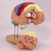 Modelo de Anatomía Cerebral Muestra el Tronco Encefálico y Otras Partes del Cerebro Humano