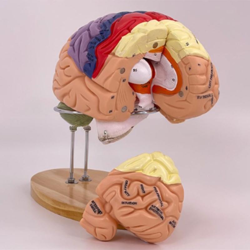 Modelo de Anatomía Cerebral Muestra el Tronco Encefálico y Otras Partes del Cerebro Humano