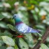 Fake Bird Statue 2Pcs Artificial Pigeon Fake Foam Birds Figurine Realistic Dove Birds Statue Garden Landscape Lawn Backyard Decoration (Grey)