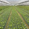 Pre-Holes Weed Barrier Fabric Roll with 6 Pcs Garden Staples Permeable Degradable Planting Mulch Sheet Ground Cover