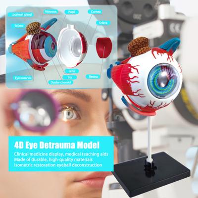 İnsan Gözü Anatomik Modeli Ayrılabilir Doğru Göz Topu Anatomisi vitrin modeli Oftalmoloji Öğrencileri Öğretim Yardımı Öğrenme Eğitim