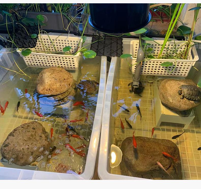 Turtle Tank with Drainage Hole - Transparent Breeding & Storage Box, Small/Large Size for Home Use