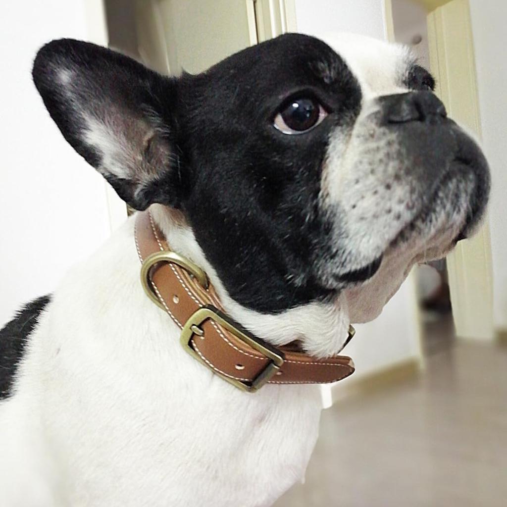 Beanspet Podstawowy Pies Stylowy i Uroczy Skórzany Zapobiega Wplątywaniu się Sierści Obroża, Obroża, (Brązowy, Duży)