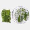 Pressed Dried Leaves Plant for Resin Molds Natural Pressed Dried Leaves For Scrapbooking Soap Candle Jewelry Making