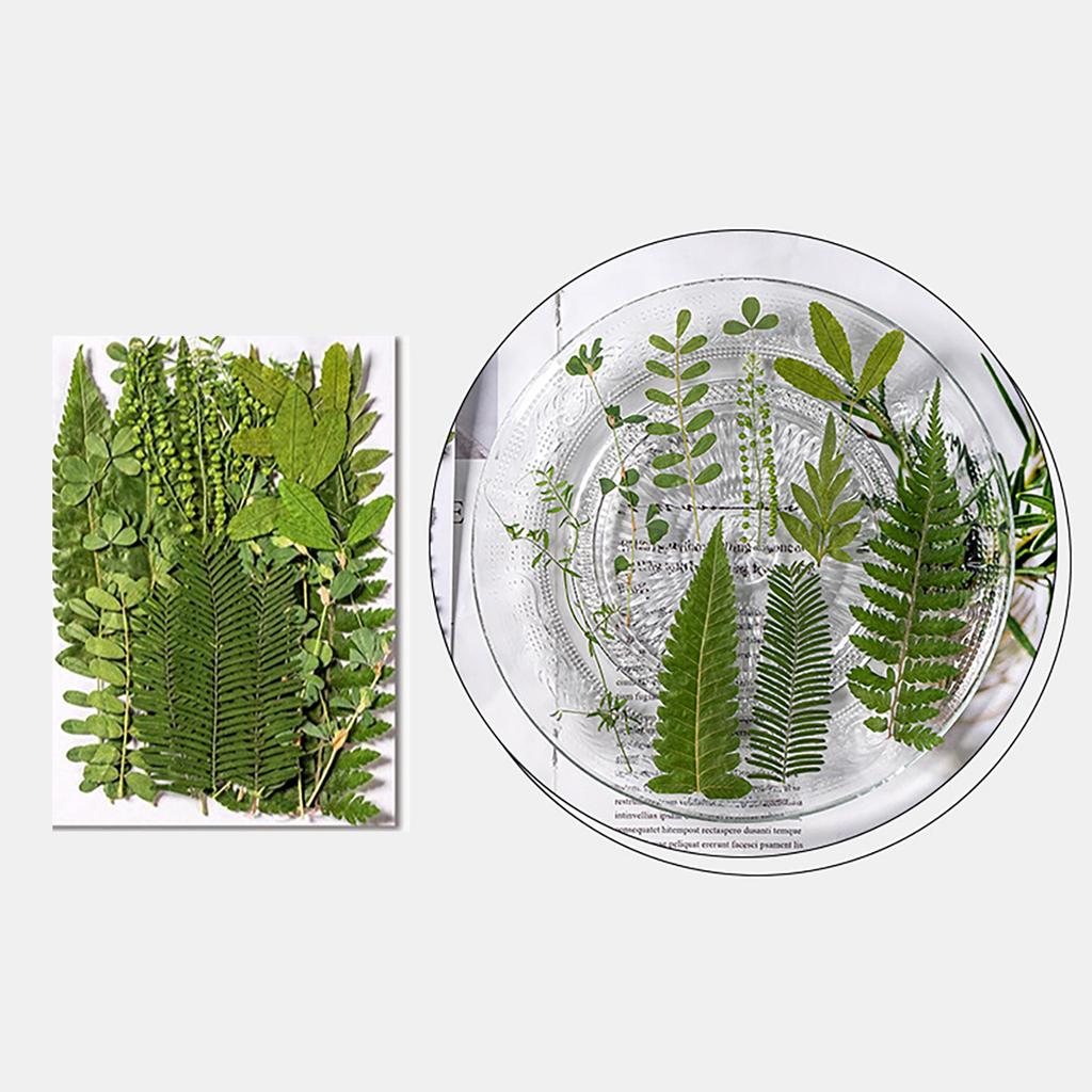 Pressed Dried Leaves Plant for Resin Molds Natural Pressed Dried Leaves For Scrapbooking Soap Candle Jewelry Making